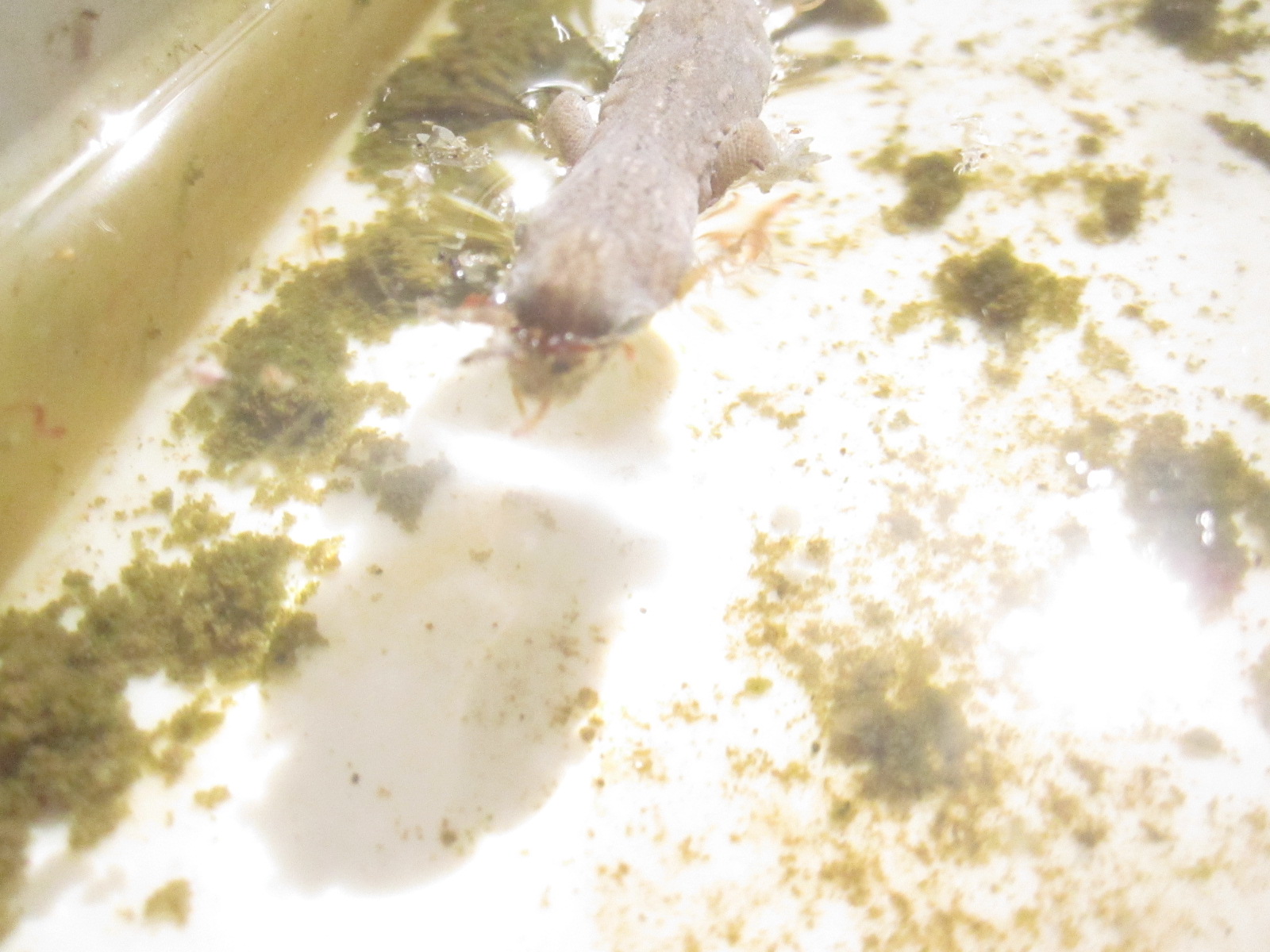 水面に浮かぶヤモリの死体に大量のボウフラが集まり食べている