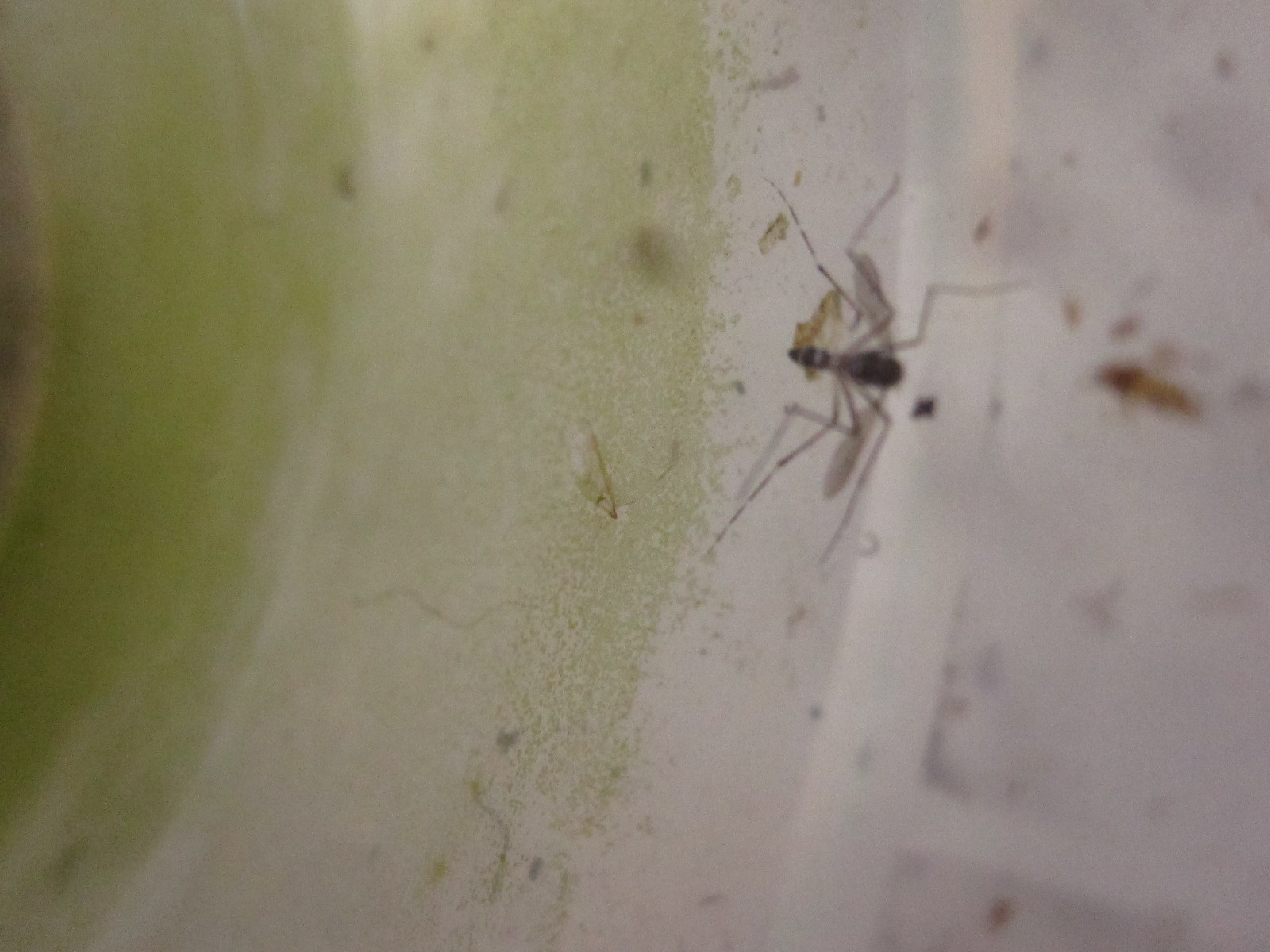容器の縁に羽化した蚊の成虫の死骸が散乱している