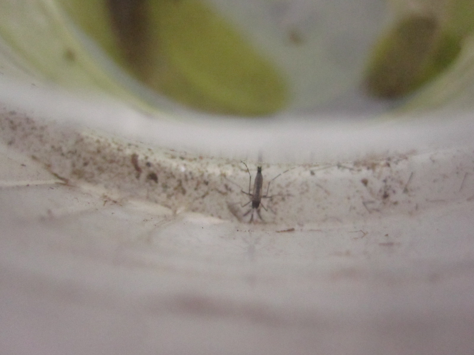 容器の縁に羽化した蚊の成虫の死骸が散乱している