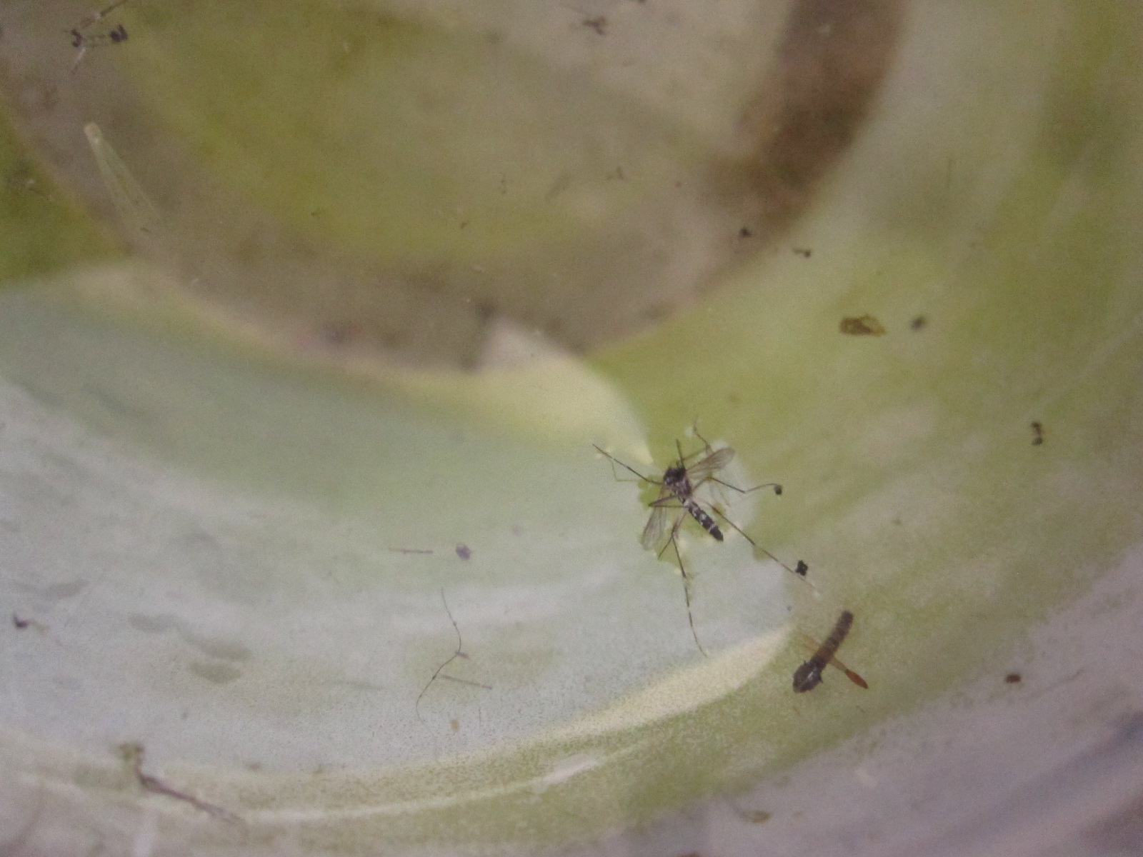 容器内の雨水に浮かぶ死んだ蚊の成虫と蛹（サナギ）