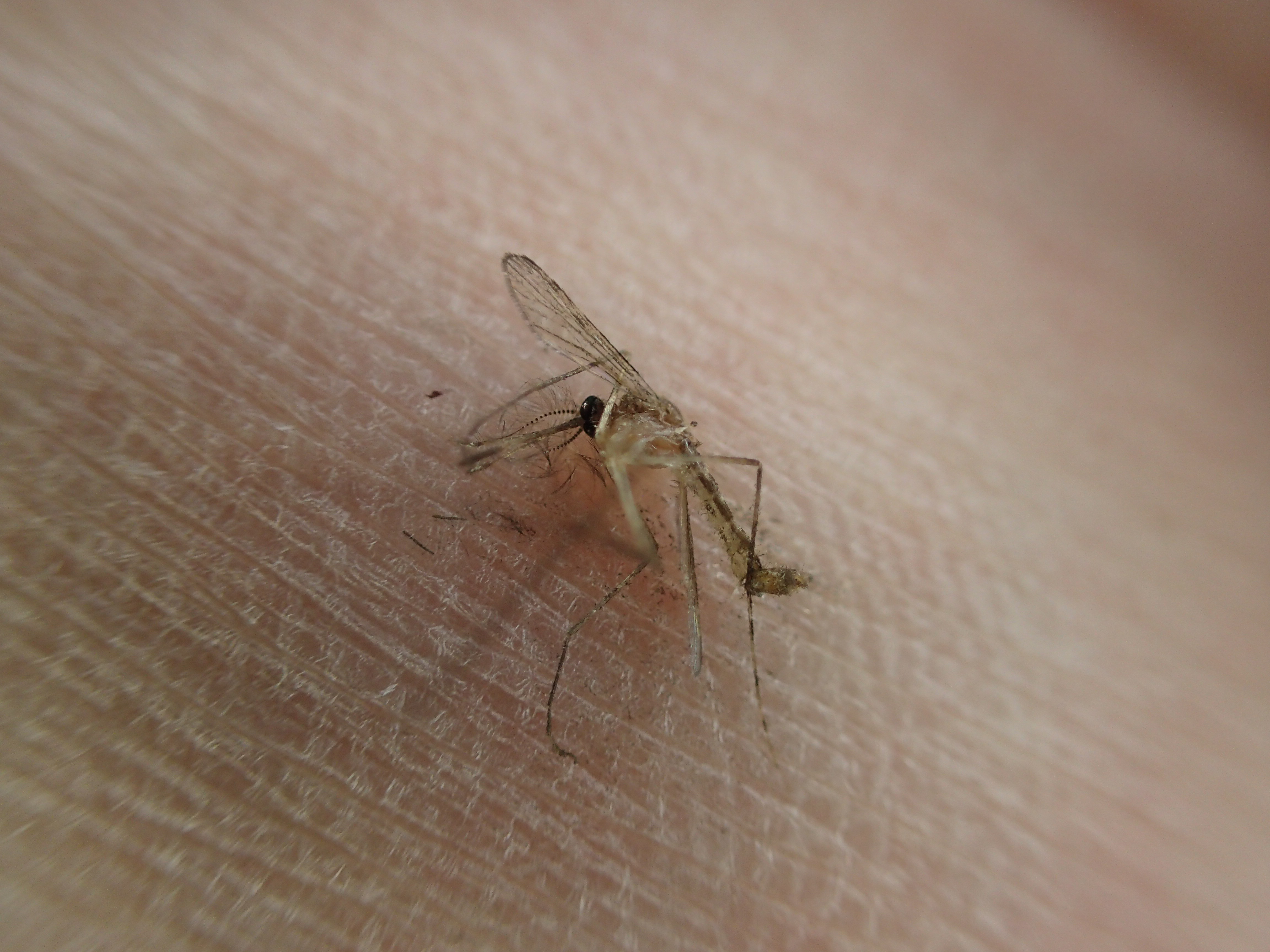 血を吸う直前に発見され無念にも絶命した害虫の蚊（カ）