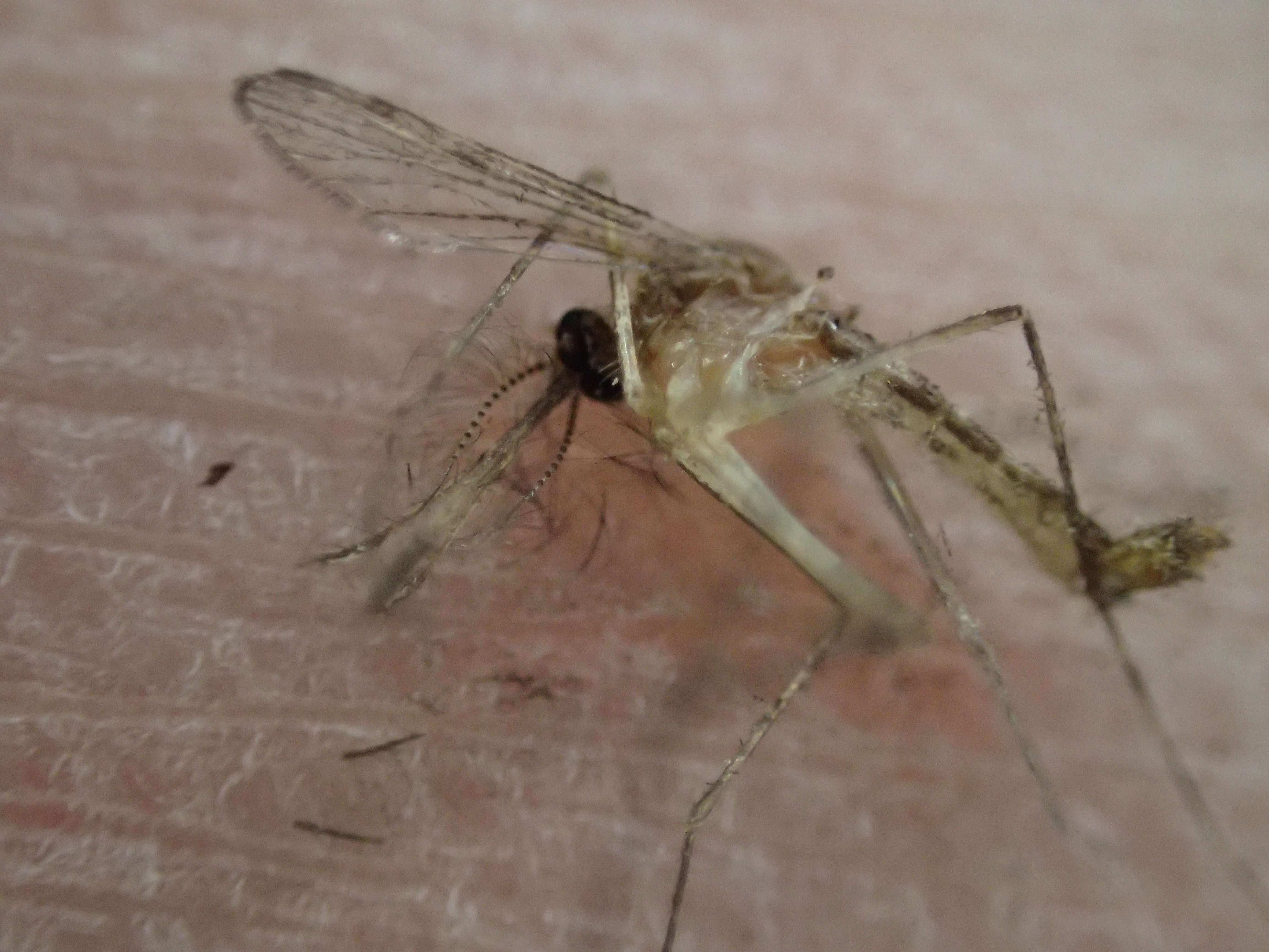 手の平で死んだ蚊を顕微鏡モードで超拡大アップで撮影した写真