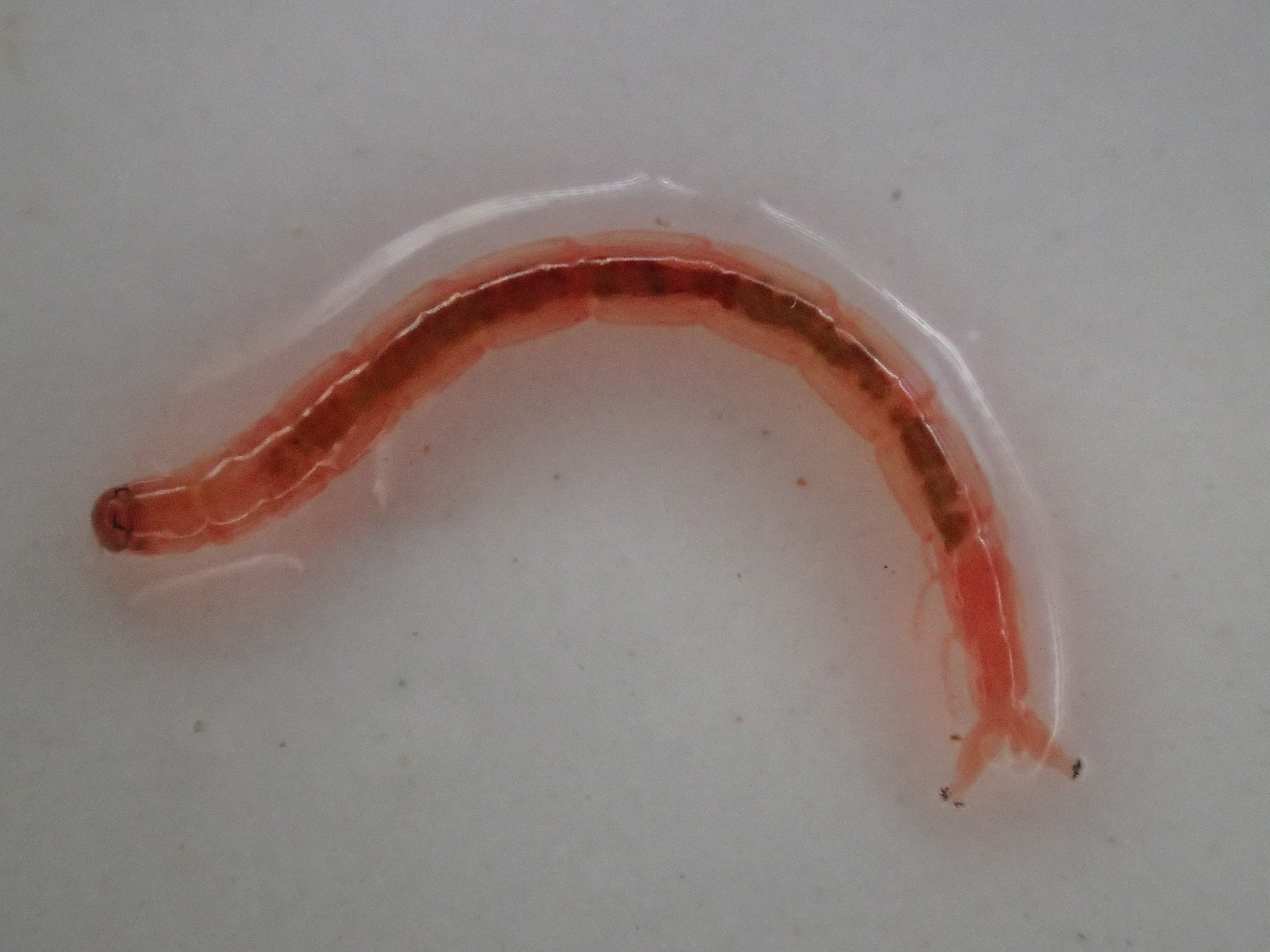 ヘモグロビンの赤い色素で真っ赤な体をしたユスリカの幼虫ボウフラ