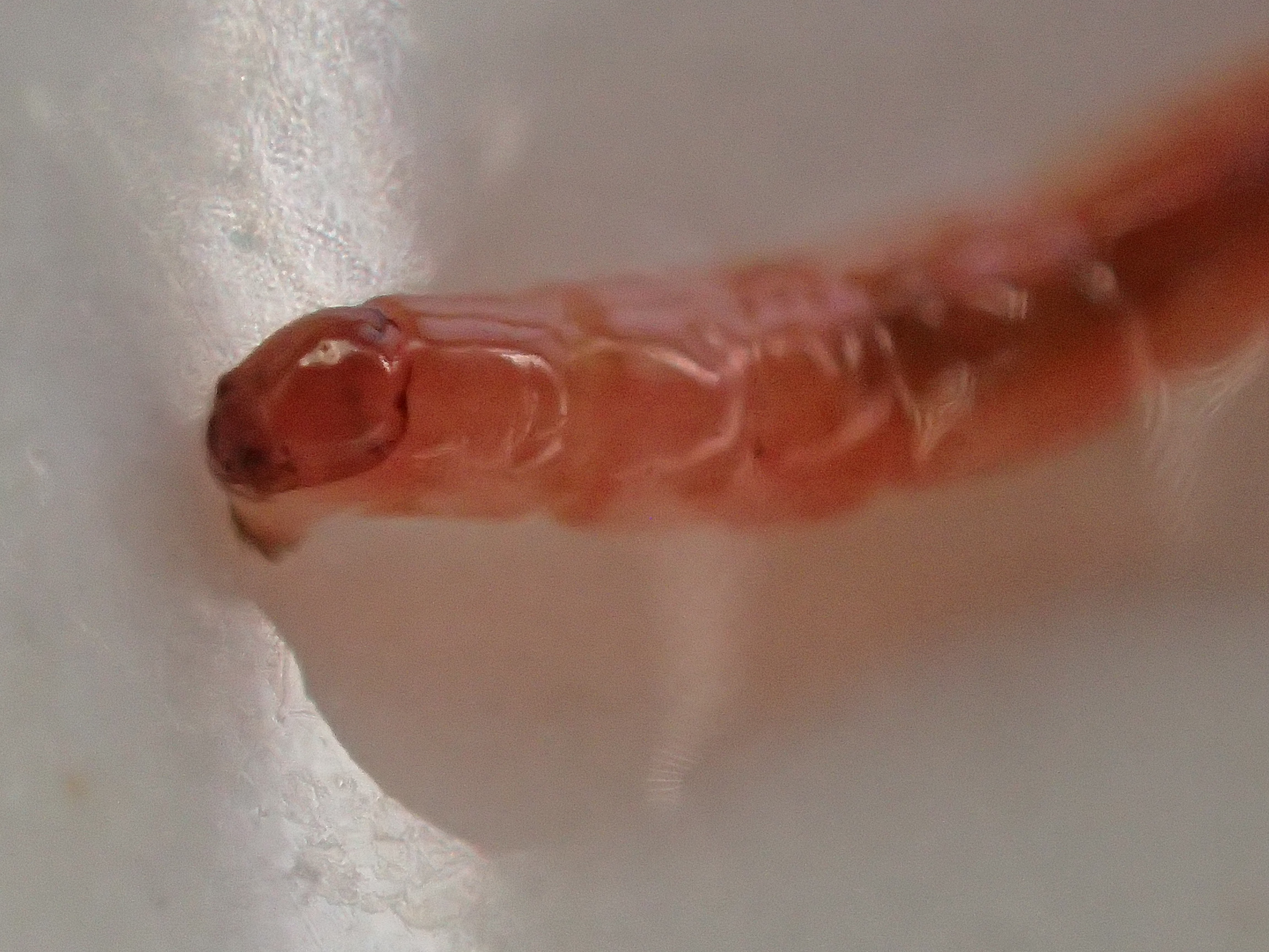 ユスリカの幼虫（赤色ボウフラ）の顔面アップ写真