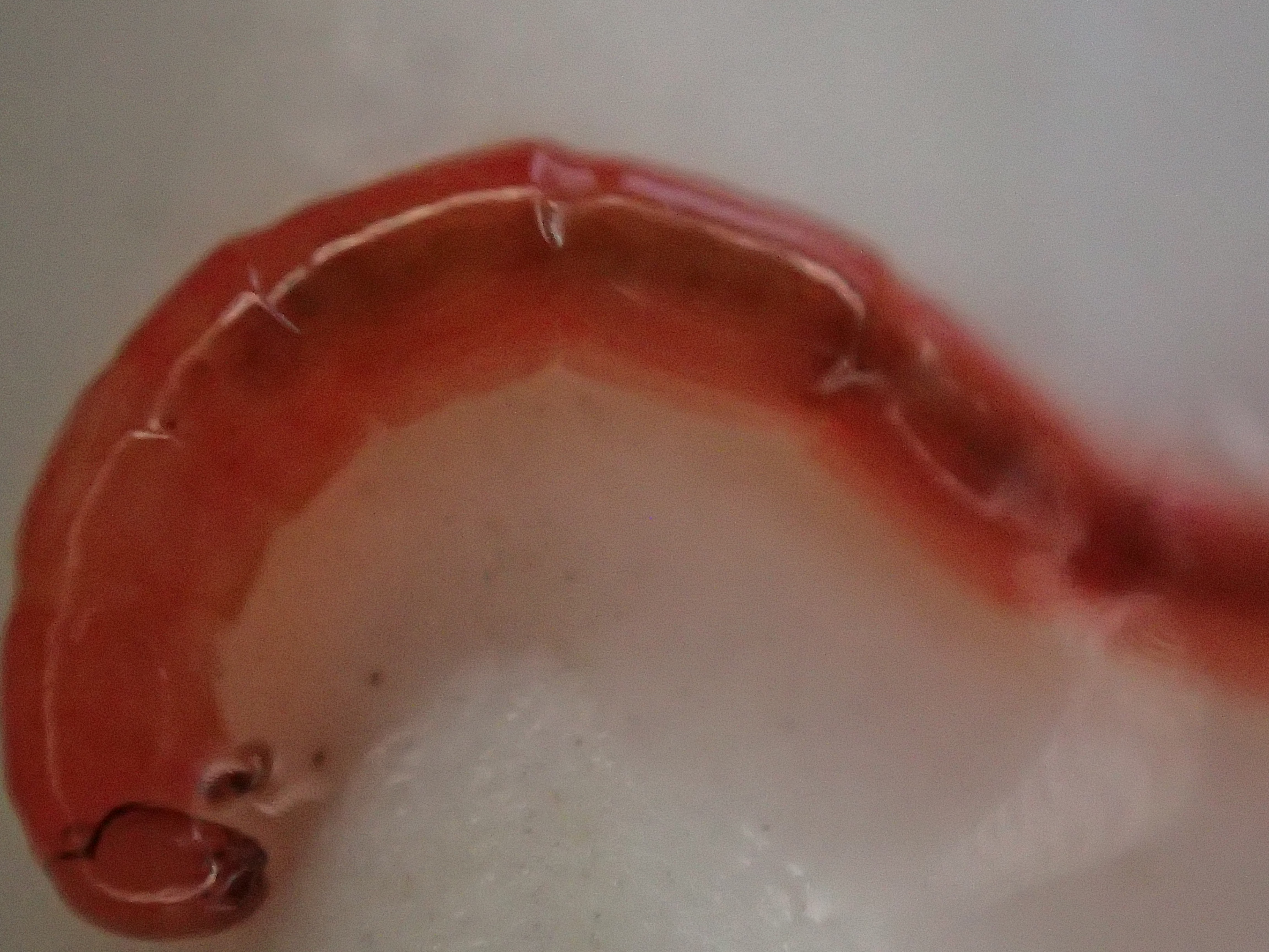 赤い色素ヘモグロビンで真っ赤な体をしたユスリカのボウフラ