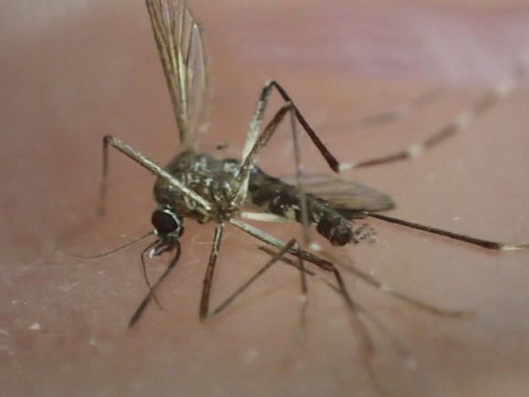 パチンッ！と叩いて駆除した感染症を媒介する嫌われ者の蚊