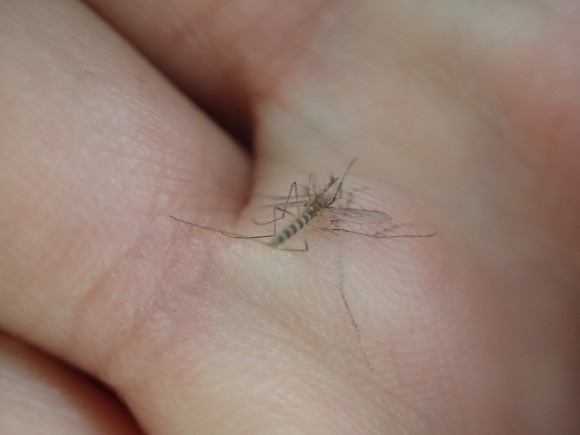手の平の上で絶命した害虫の蚊（カ）