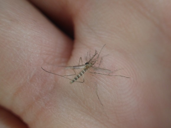 手の平の上で絶命した害虫の蚊（カ）