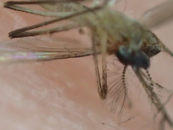 OLYMPUS DIGITAL CAMERA mosquito photo