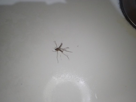 洗面台で羽を休めていた蚊を発見して駆除した瞬間