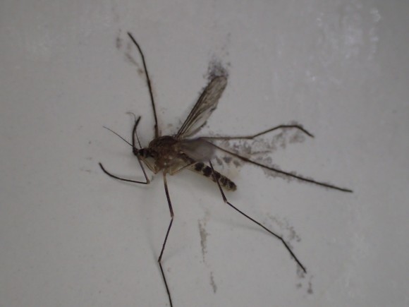 息の根を止められた害虫の蚊（カ）の写真・画像