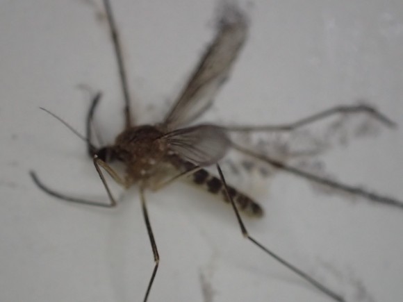 死んだ蚊（カ）を撮影した写真・画像