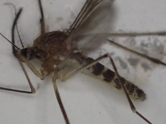 オリンパスのデジカメで顕微鏡モードで超拡大に撮った蚊