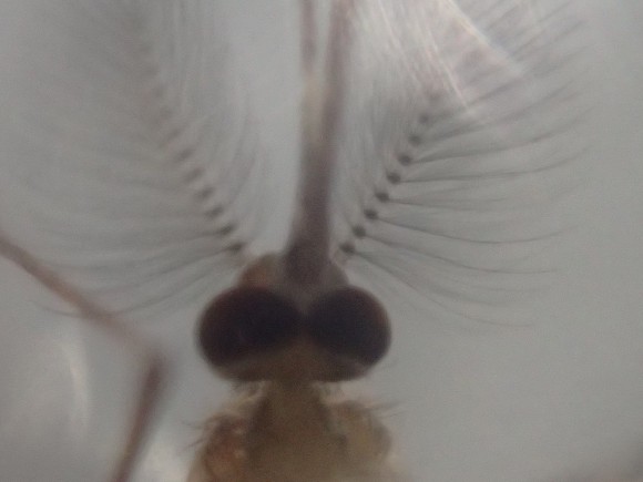 オリンパスTG-4の顕微鏡モードで撮影した蚊の頭部
