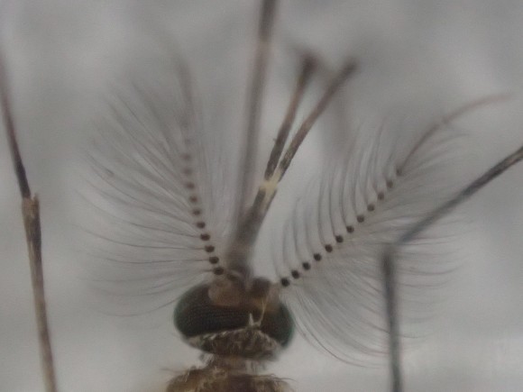 オリンパスTG-4の顕微鏡モードで撮影した蚊の頭部