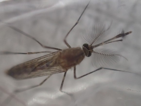 虫取り網で捕獲した蚊の種類はアカイエカ？