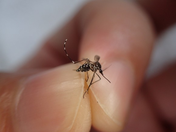 an aedes aegypti mosquito