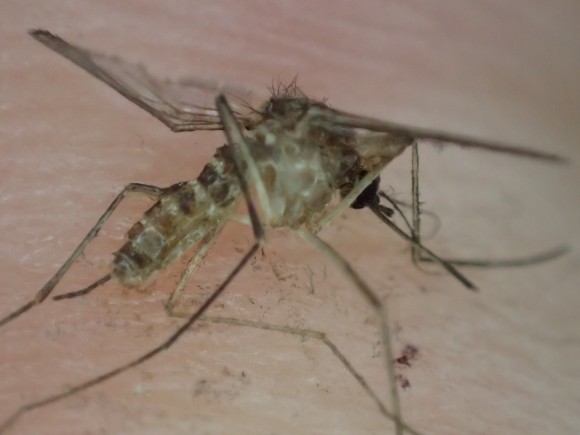 人力で駆除・退治した媒介虫の蚊