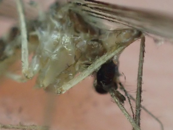 ジカ熱・デング熱を媒介させる種類の害虫である蚊の死体