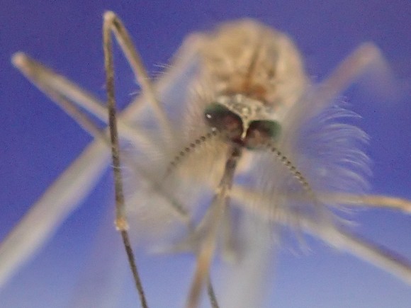 害虫の蚊（カ）の超拡大アップ写真・画像
