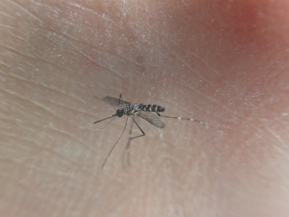 駆除した蚊（ヒトスジシマカ・ヤブ蚊）の写真・画像フォト