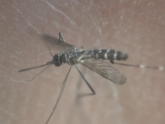 駆除した蚊（ヒトスジシマカ・ヤブ蚊）の写真・画像フォト