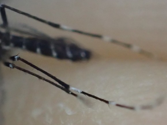 ヒトスジシマカ（ヤブ蚊）の足を超拡大ズーム撮影した写真・画像