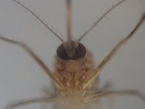 害虫の蚊（カ）の超ズームアップ撮影した写真・画像