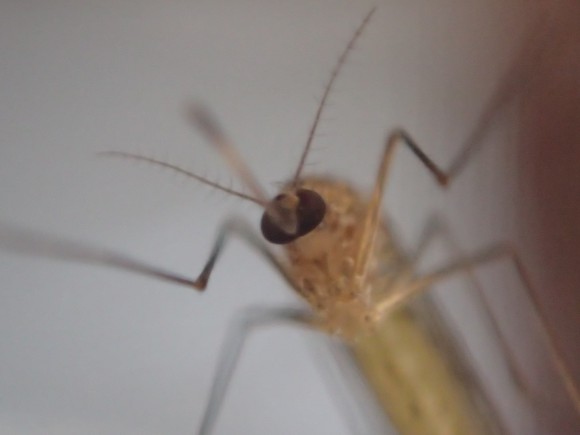まだ寒い時期の3月に現れた害虫の蚊を生け捕りにした写真