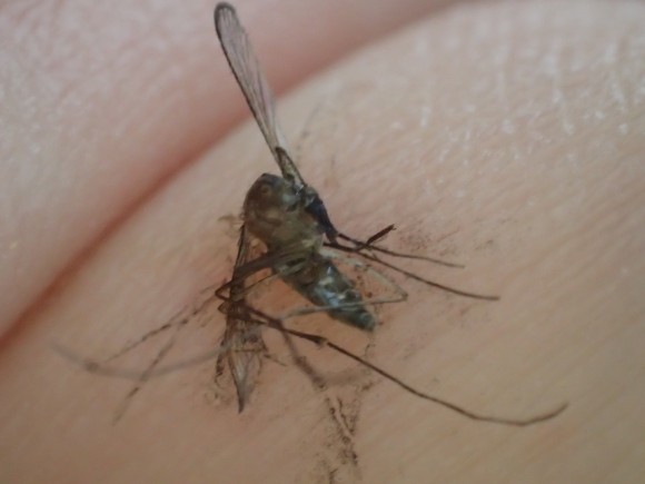 駆除・退治した害虫の蚊（ヒトスジシマカ）