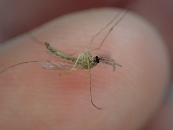 感染症を媒介する害虫の蚊（カ）