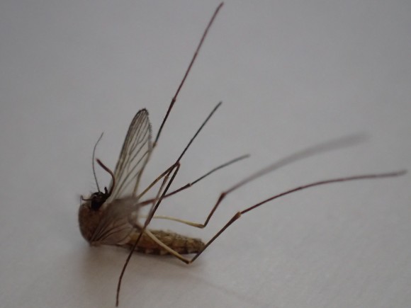 感染症を媒介する害虫の蚊（カ）
