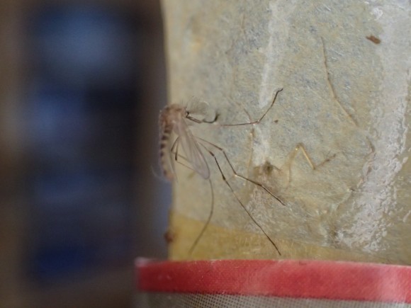 ハエ取り紙の粘着シートに引っ付いた蚊（カ）