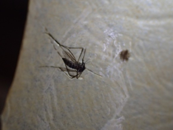 ハエ取り紙の粘着シートに引っ付いた蚊（カ）