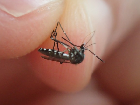 感染症を媒介する害虫の蚊（ヒトスジシマカ）