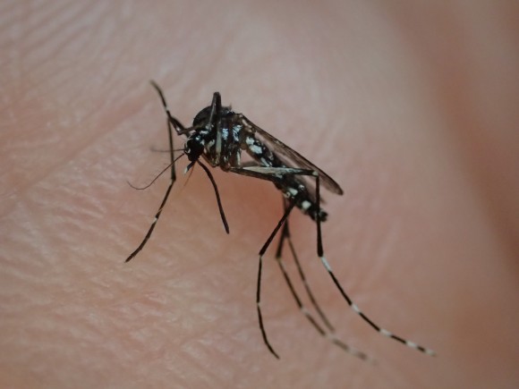 ジカ熱・デング熱など病気を広める媒介虫の蚊・ヒトスジシマカ