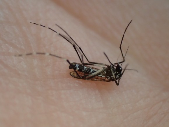 ジカ熱・デング熱など病気を広める媒介虫の蚊・ヒトスジシマカ