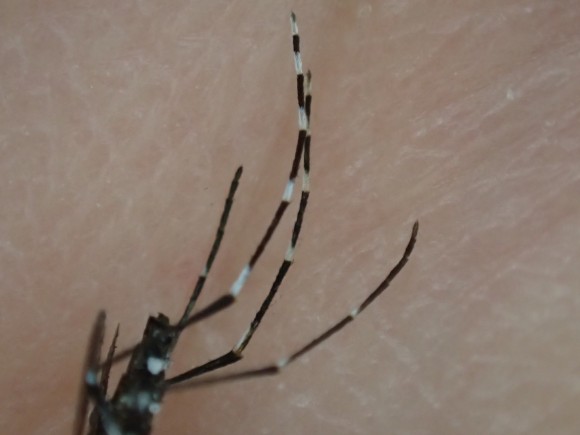 蚊・ヒトスジシマカの白と黒のシマシマ模様の脚