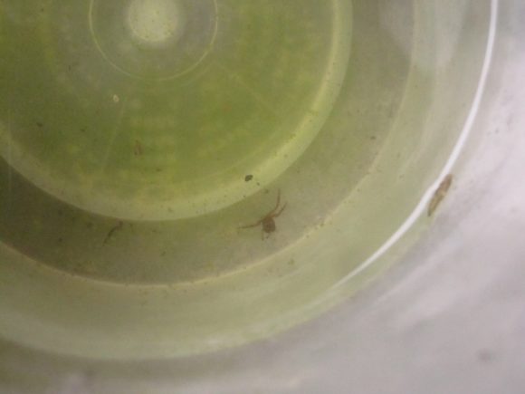 蚊の幼虫ボウフラが卵から孵化して雨水の中を泳いでいる