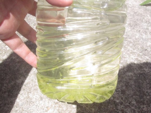 自作の蚊取りペットボトル内で雨水が緑色に変色（水苔）