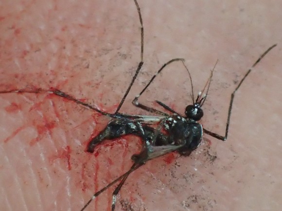 血を吸い終える直前に退治された害虫の蚊・ヒトスジシマカ