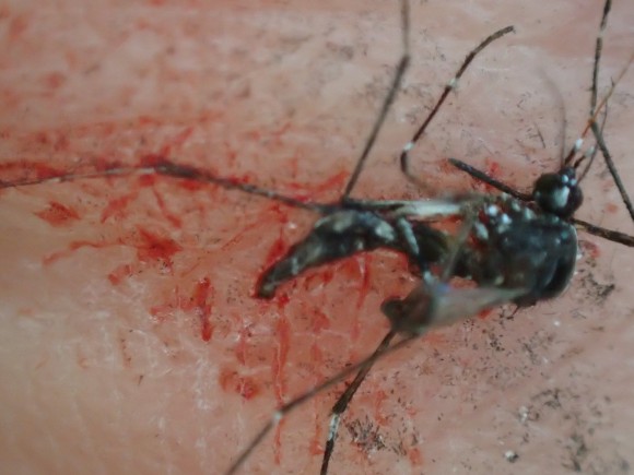 血を吸い終える直前に退治された害虫の蚊・ヒトスジシマカ