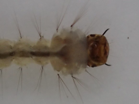 蚊の幼虫ボウフラの顔面アップ写真・画像