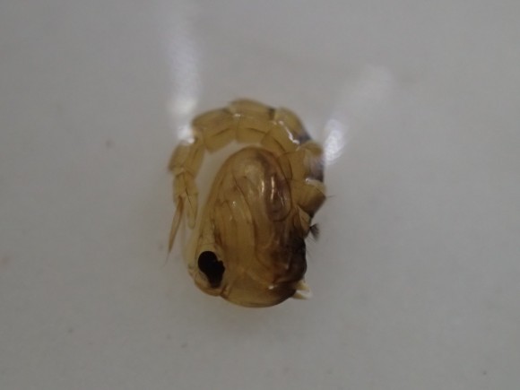 成虫に育つ羽化間近のオニボウフラの変態 蛹（サナギ）