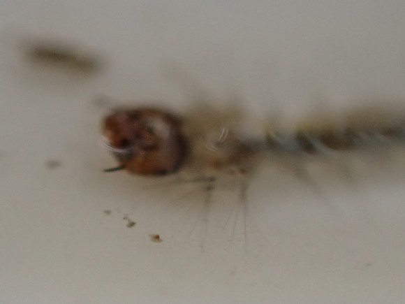 害虫 蚊の幼虫オニボウフラのフリー写真・画像素材