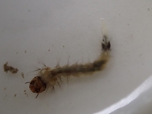 害虫 蚊の幼虫オニボウフラのフリー写真・画像素材