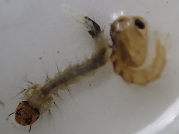 蚊の変態の過程、幼虫から蛹（サナギ）となったオニボウフラ