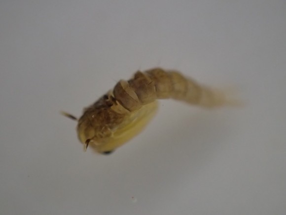 呼吸管が鬼（オニ）に見えることから名付けられた蚊の蛹