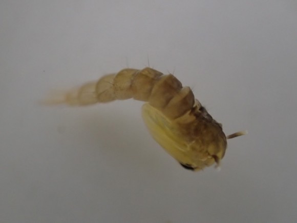 成虫に育つ羽化間近のオニボウフラの変態 蛹（サナギ）