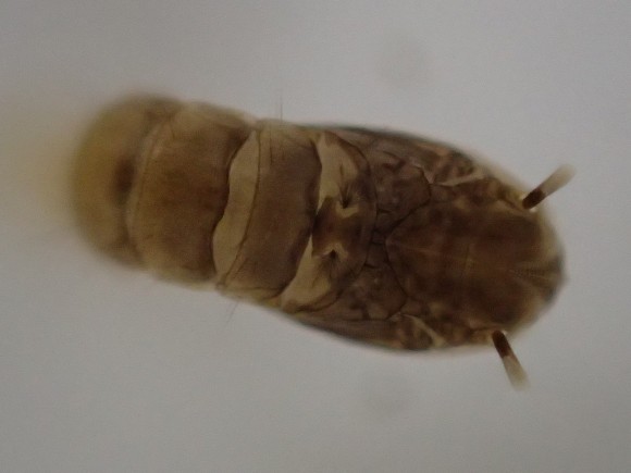 蚊の蛹オニボウフラを真上から撮影した写真・画像